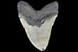 Bargain, Fossil Megalodon Tooth - Monster Tooth #86504-2